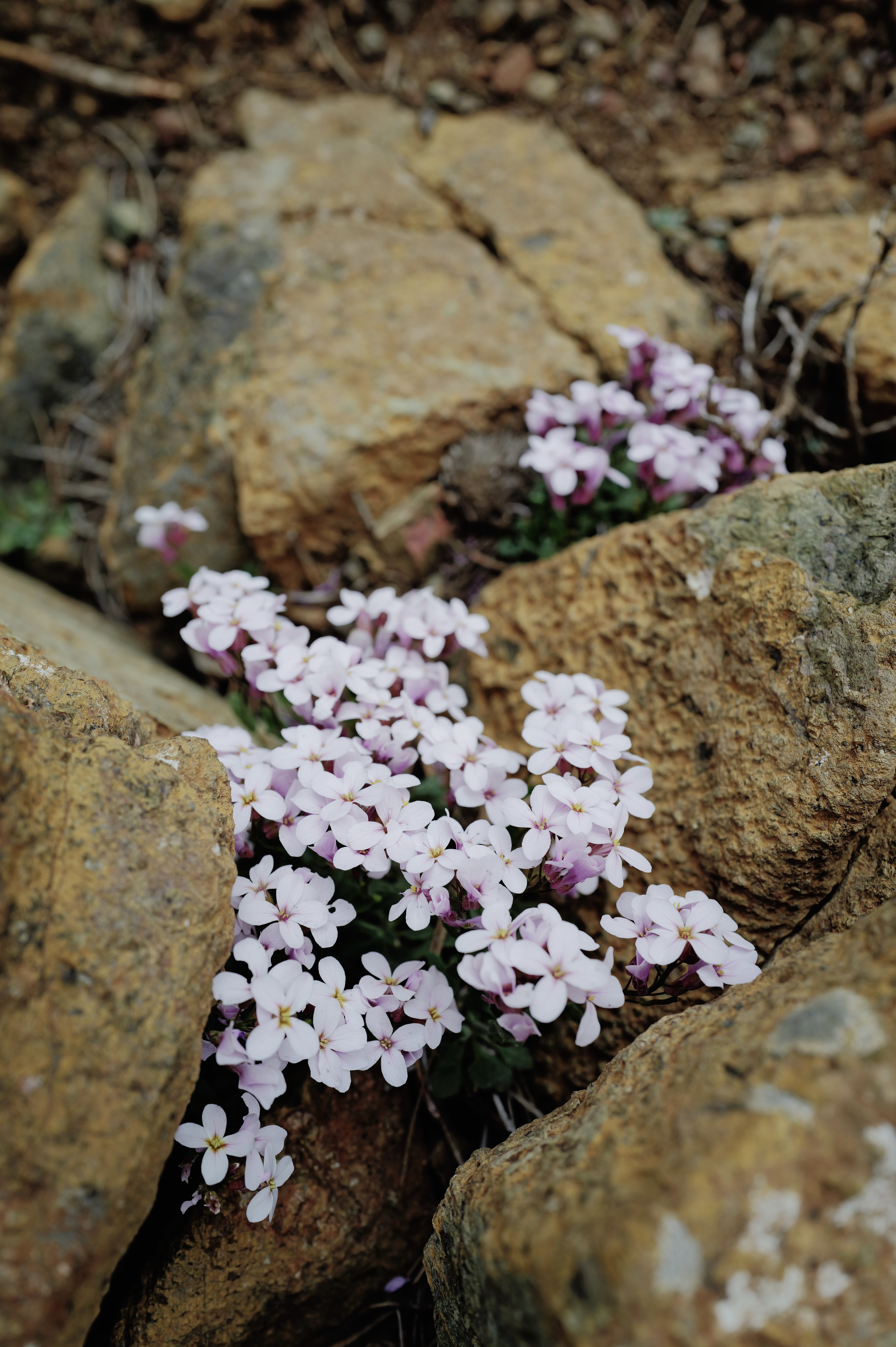 Wildflowers in the Rocks
