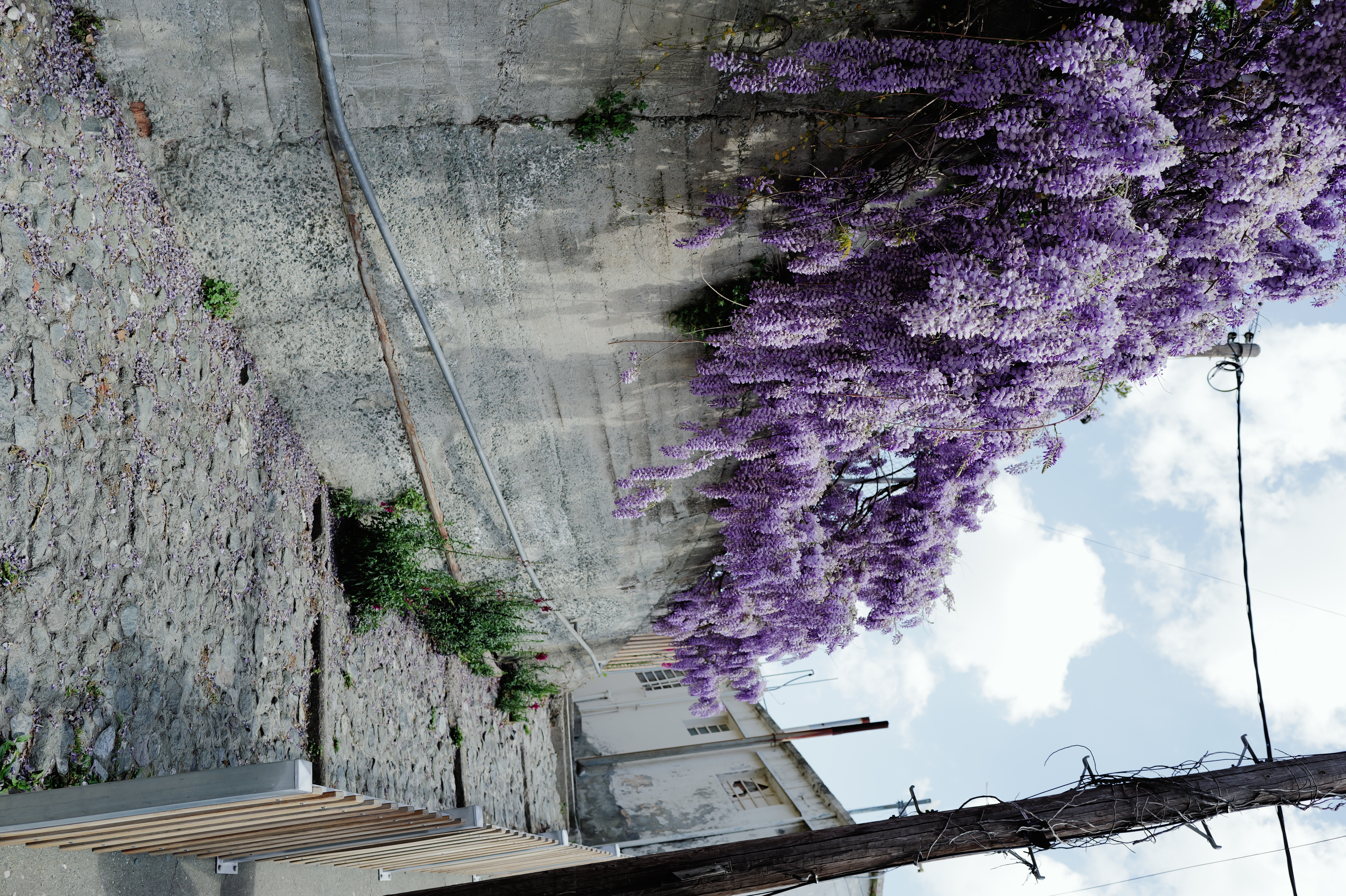 Wisteria Alley