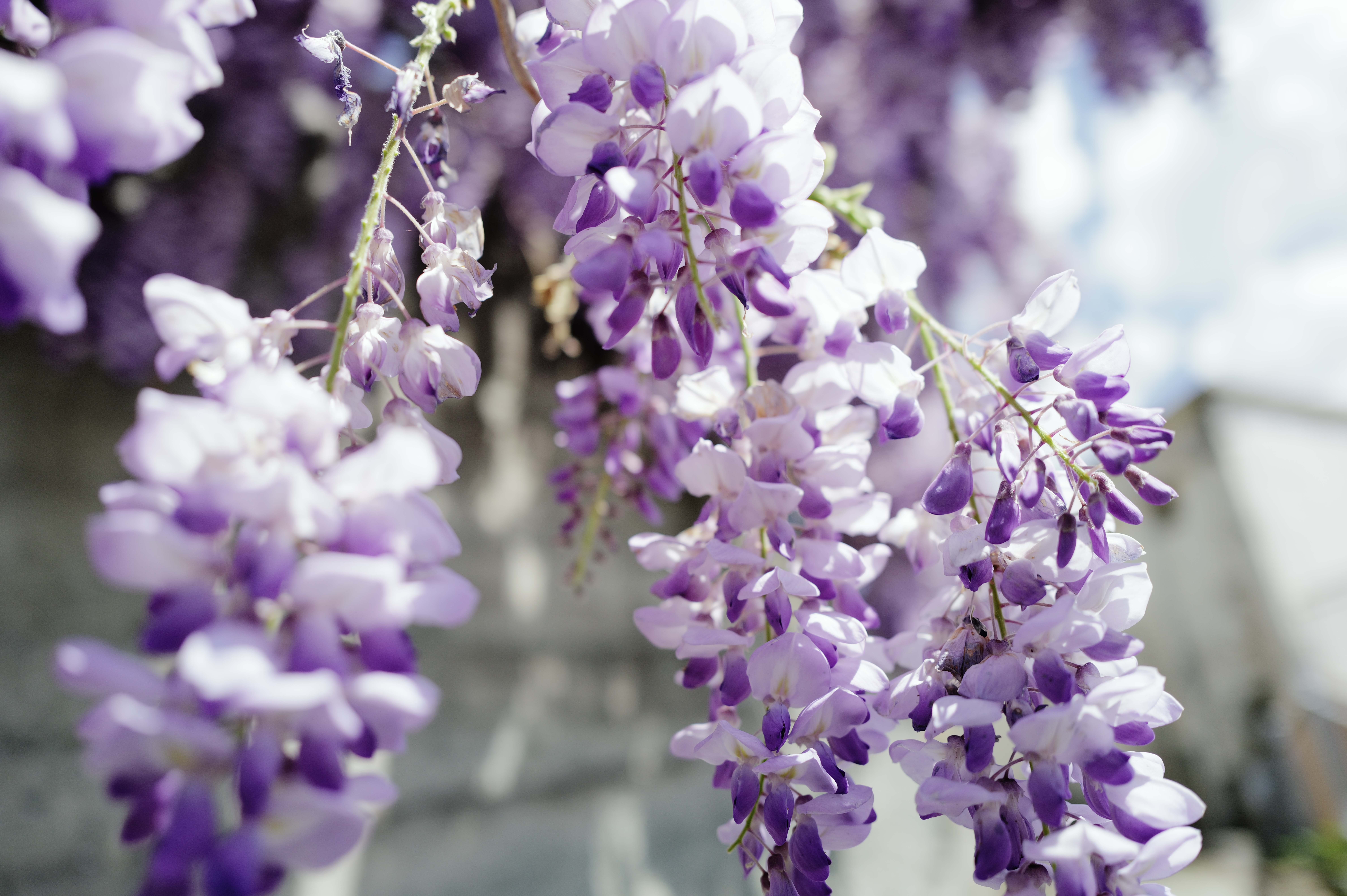 Wisteria in Bloom