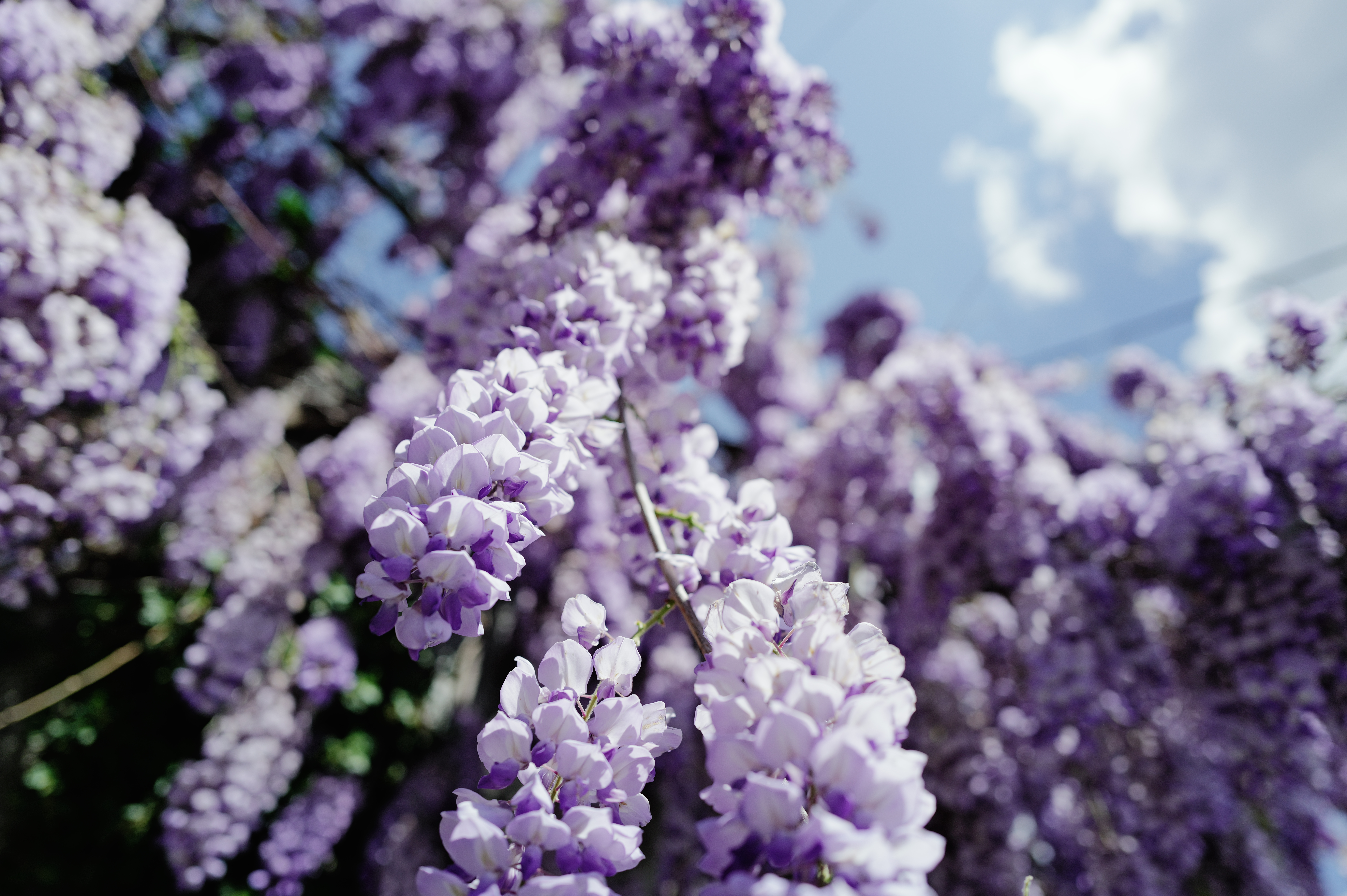 Looking Up Through Wisteria
