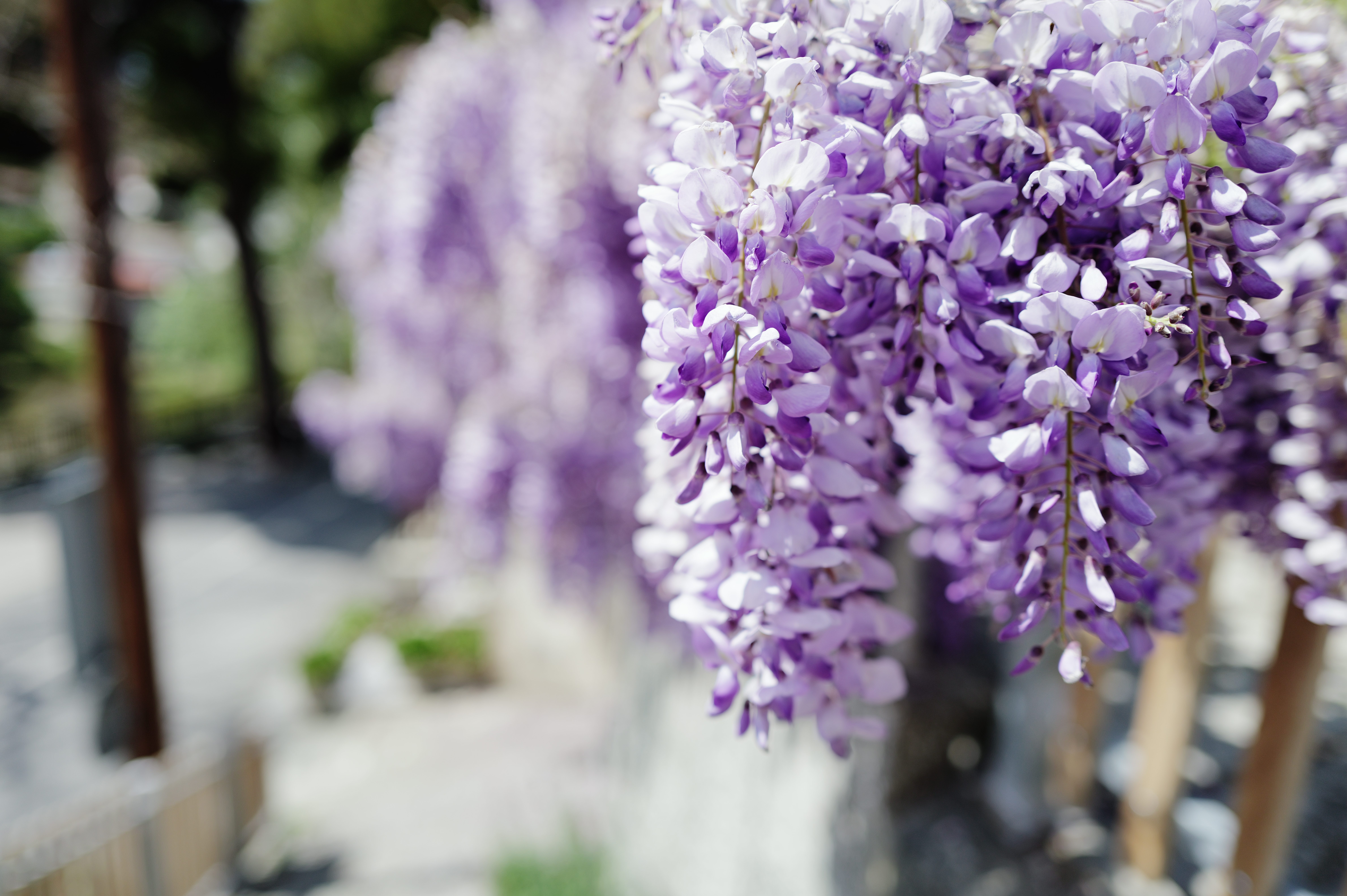 Wisteria and Street