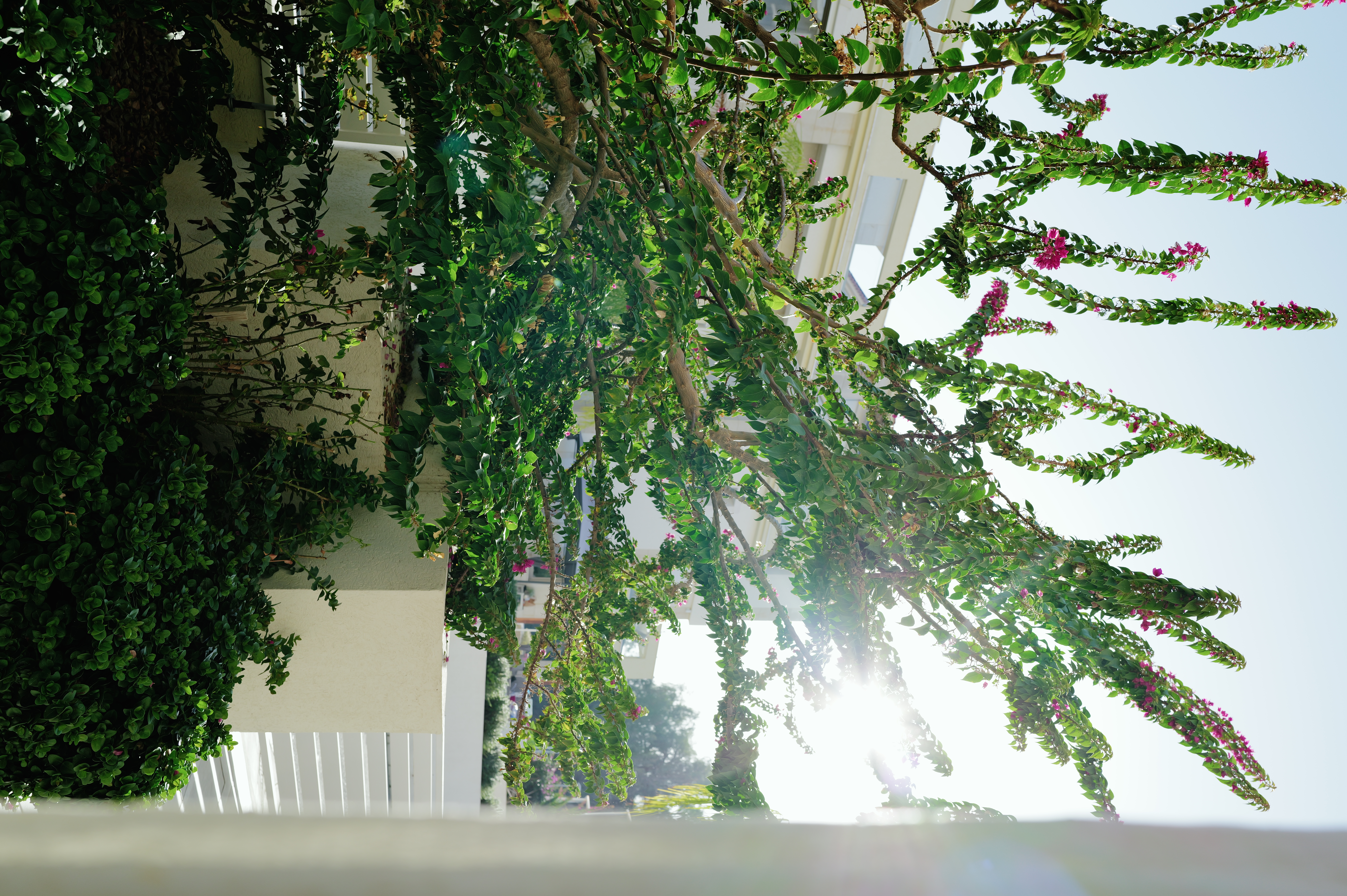 Bougainvillea in the Sun