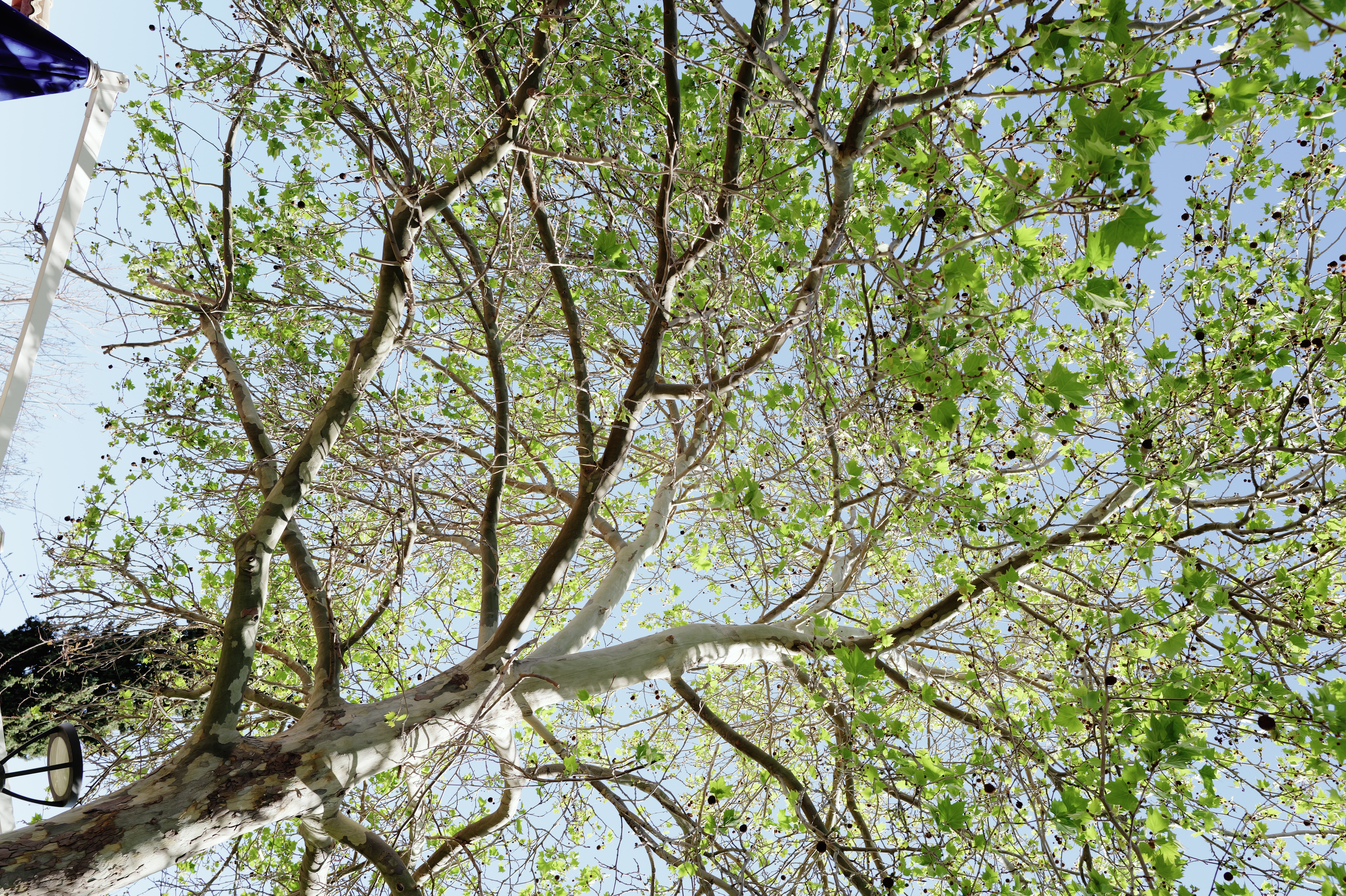 Plane Tree in Spring