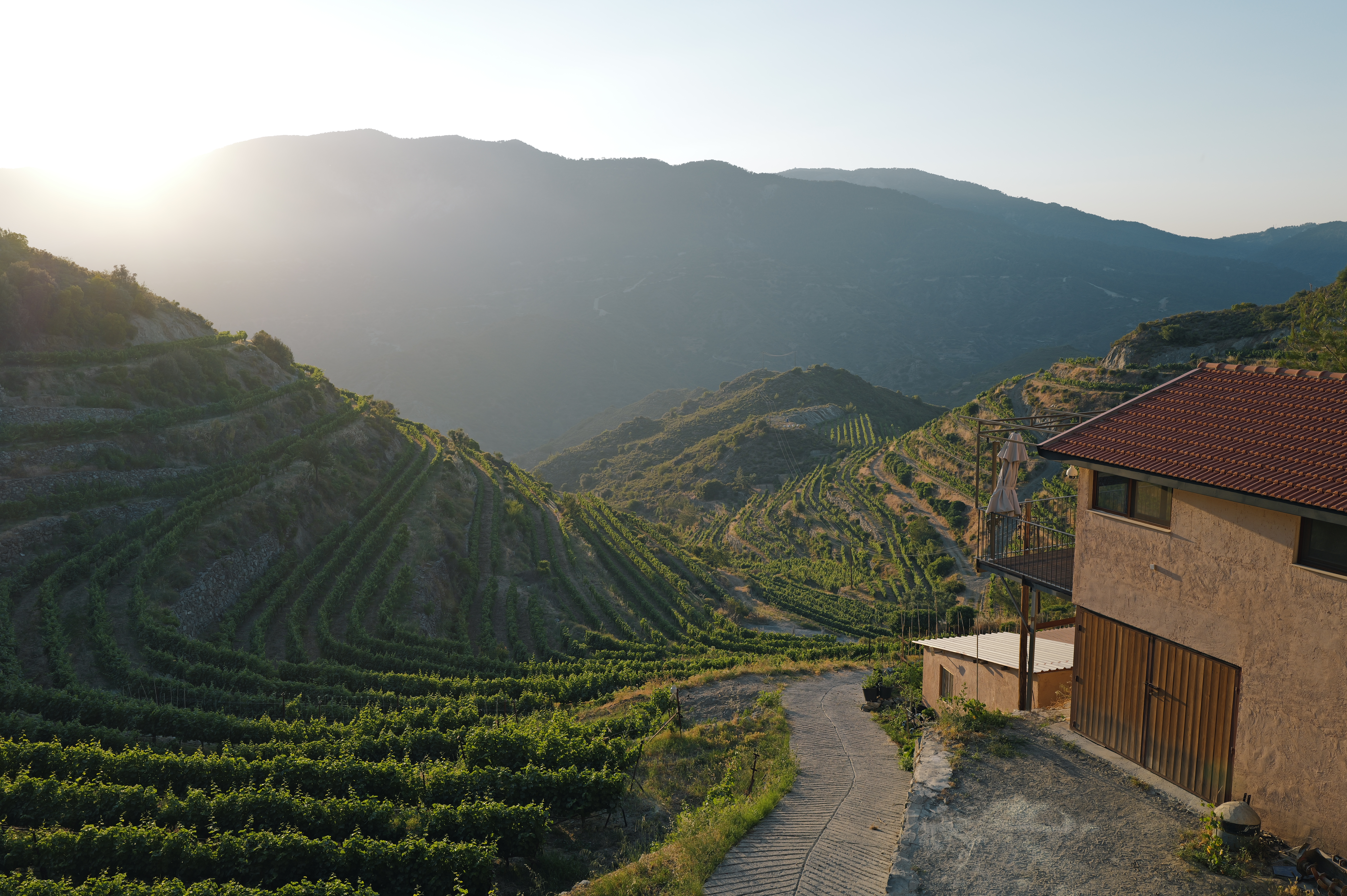 Vineyards above Pelendri