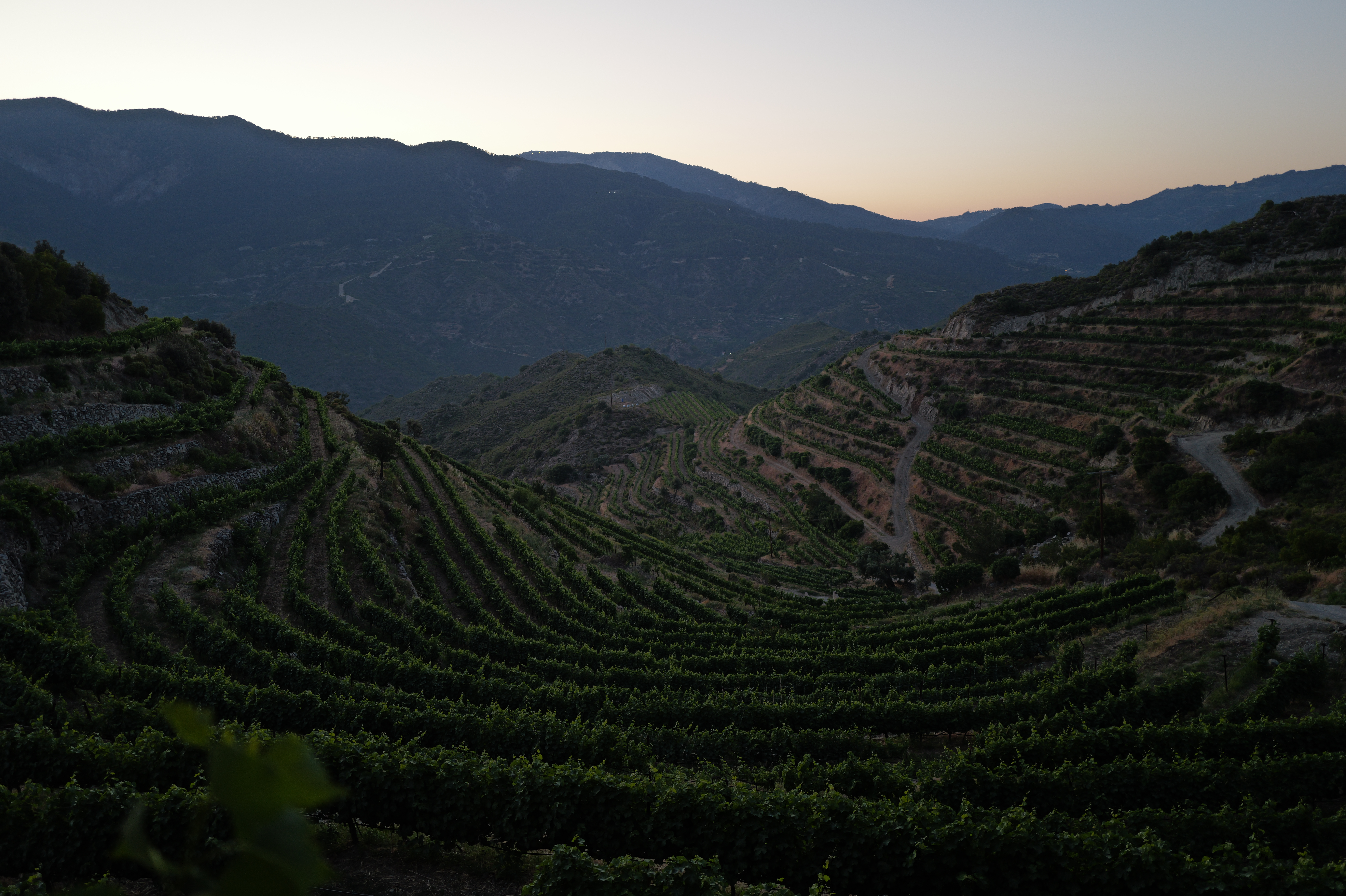 Vineyards at Dusk